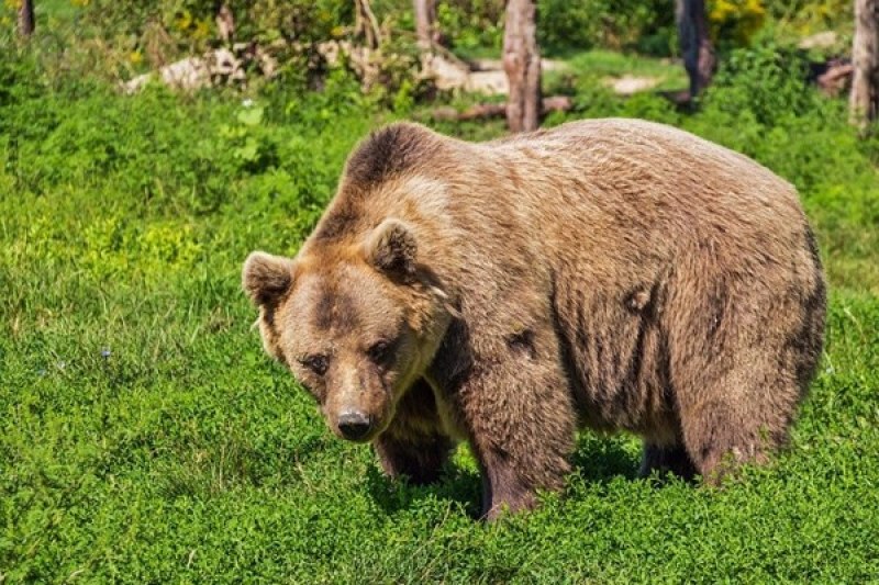 Мечка е умъртвила шест овце и едно теле край смолянското