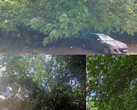 След сигнали без реакция: Опасни клони са се надвесили от дълго време в центъра на Пловдив