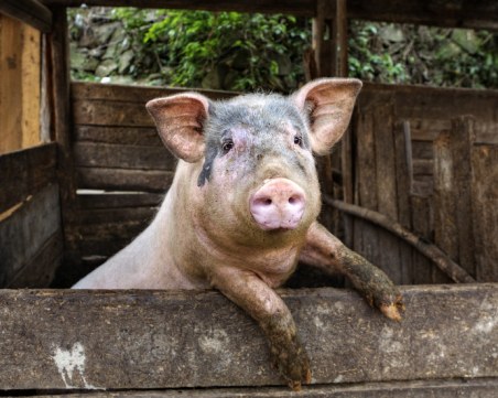 БАБХ потвърди: Има второ огнище на африканска чума в област Монтана