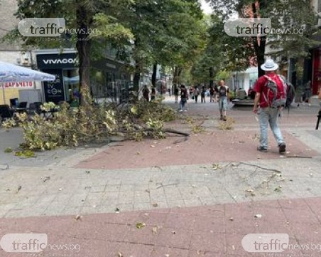 Близо 10 сигнала за паднали дървета и клони в Пловдив, два са с материални щети