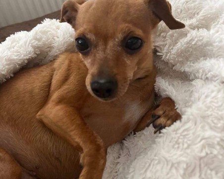 Джиджи се загуби в Първомай, стопаните предлагат парична награда