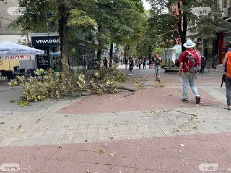 Близо 10 сигнала за паднали дървета и клони в Пловдив, два са с материални щети