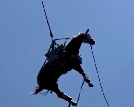 Американски пожарникари спасиха кон с помощта на хеликоптер