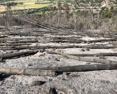 Тъжно! Човешка небрежност унищожиха стотици  декари гора в пловдивско  село