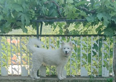 Бяло кученце се е изгубило в района на село Руен