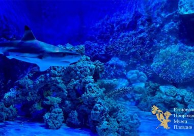 Подводно пътешествие очаква малчуганите в Регионален природонаучен музей през уикенда