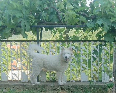 Търси се! Вайс се изгуби в района на село Руен