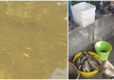 Част от рибата в реката на град Девин е измряла
