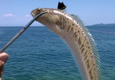Три вида отровни риби живеят в Черно море каза гл ас