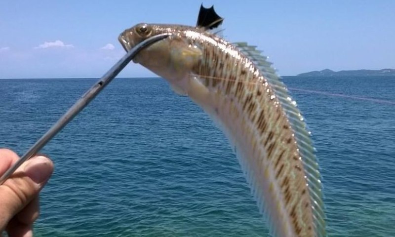 Три вида отровни риби живеят в Черно море, каза гл. ас.