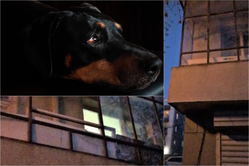 Кученце, отглеждано от жена с психични проблеми в центъра на