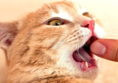 Изследователите смятат че ухапването от пухкава котка на улицата може