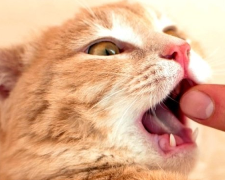 Бездомна котка зарази британец с непозната за науката инфекция