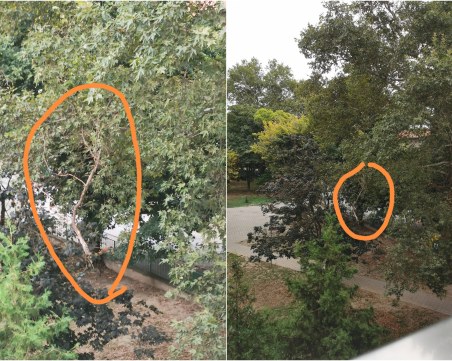 Огромен клон виси над главите на хората в парк в Пловдив, въпрос на време е да падне