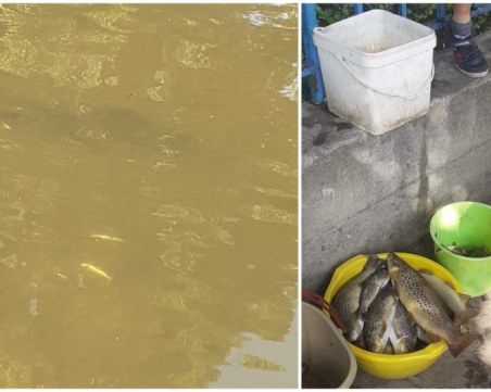 Прокуратурата разследва замърсяването на реката в Девин, заради което измряха стотици риби