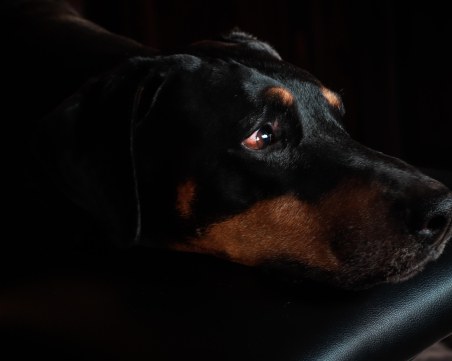 Жестокост в Пловдив! Доберман живее заключен на тераса, не се изкарва и е със завързана муцуна