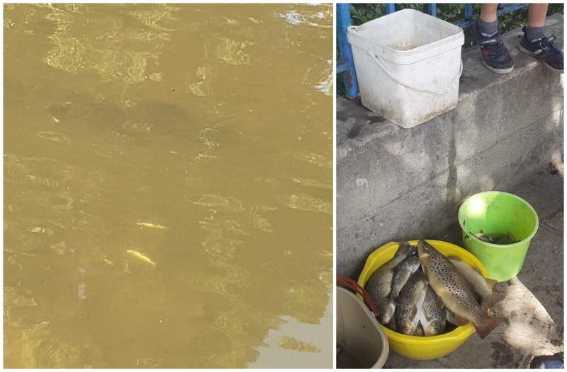 Прокуратурата разследва замърсяването на реката в Девин, заради което измряха стотици риби