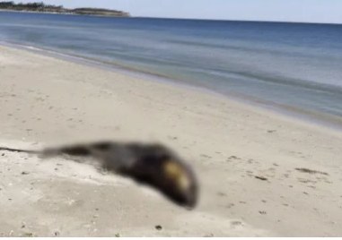 Мъртъв делфин от защитен вид стои с дни на плаж