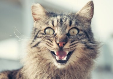 Днес е Международният ден на котката За празника на пухкавия