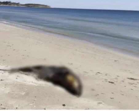 Мъртъв делфин от защитен вид стои с дни на наш плаж