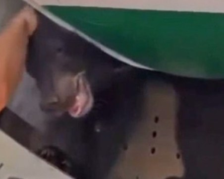 Мечка избяга от клетка в самолет, евакуираха пасажерите