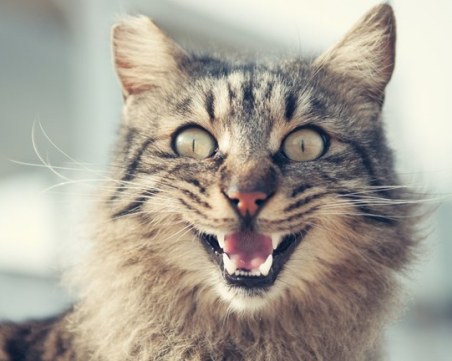 Международният ден на котката: Любопитни факти за пухкавия домашен любимец