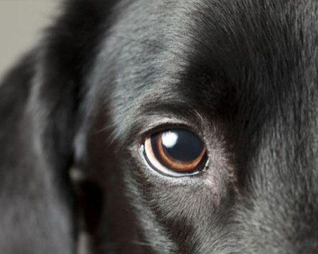 Собственичката на добермана, отглеждан на тераса в Пловдив: Подарих кучето на мои познати