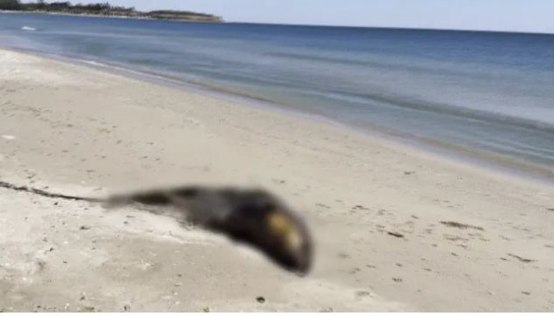 Мъртъв делфин от защитен вид стои с дни на наш плаж