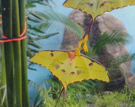 Рядък вид пеперуди се излюпиха в Природонаучен музей Пловдив