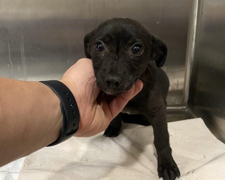 Малката Моли с големите тъжни очи очаква своя Човек