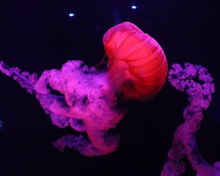 Добивът на минерали застрашава биоразнообразието в дълбините на океаните