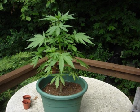 Иззеха пет растения марихуана в Пловдивско