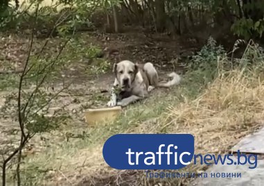 Куче живее завързано за дърво пред блок в Кючук Париж