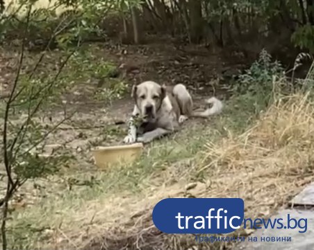 Пловдивчанин отглежда кангал, завързан на каишка пред блок в Кючука