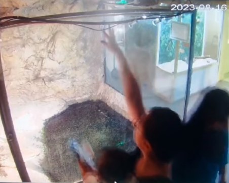 Възпитание ли? Майка храни с мокри кърпички крокодила в Природонаучния музей