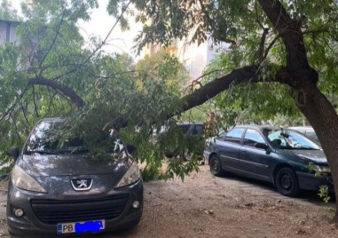 Клон се е отчупил от голямо дърво в Пловдив предаде GlasNews bg  Случката