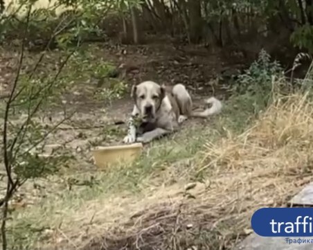 Кангалът, завързан на каишка пред блок в Кючука, вече е прибран