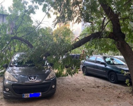 Клон се стовари върху кола в Пловдив