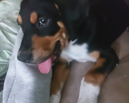 Жестоко! Пловдивчанка намери изхвърлено в контейнер куче в чувал