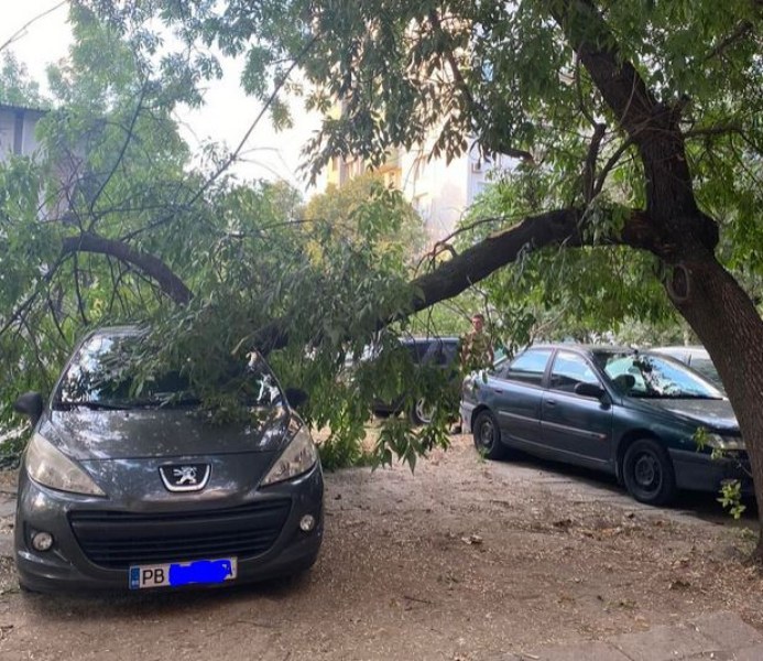 Клон се е отчупил от голямо дърво в Пловдив, предаде GlasNews.bg. Случката