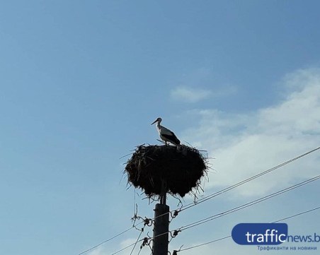 Щъркелите започнаха да отлитат на юг