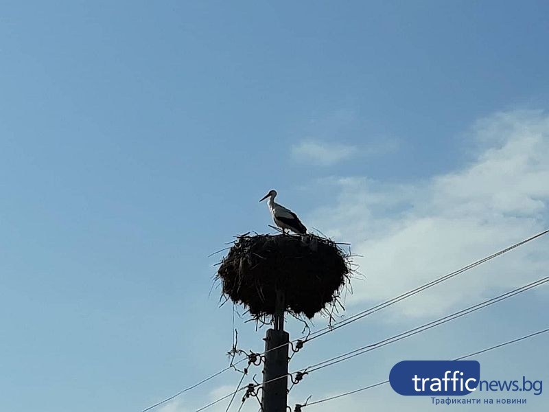 Щъркелите започнаха да отлитат на юг