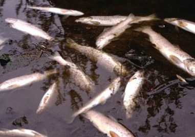 Отново хиляди риби измряха в района на Смолян Мъртвата риба