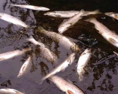 Мъртви риби изплуваха в река край Смолян, в района се носи миризма на отпадни води