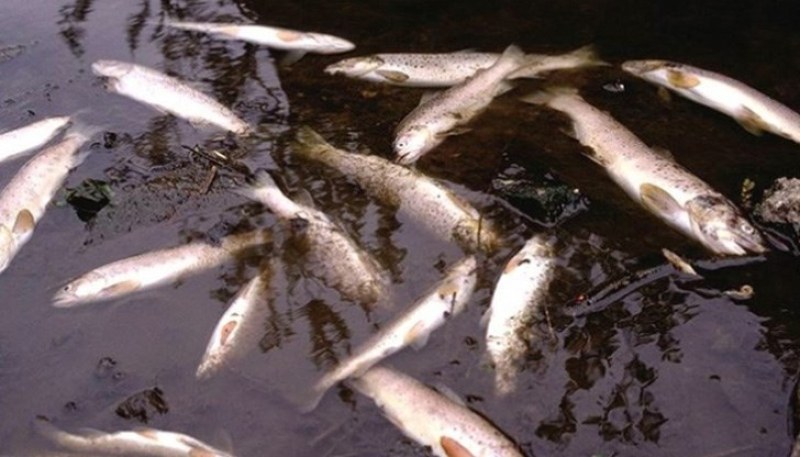 Мъртви риби изплуваха в река край Смолян, в района се носи миризма на отпадни води