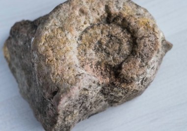 Палеонтолози смятат че вкаменелост открита в Бразилия може да бъде
