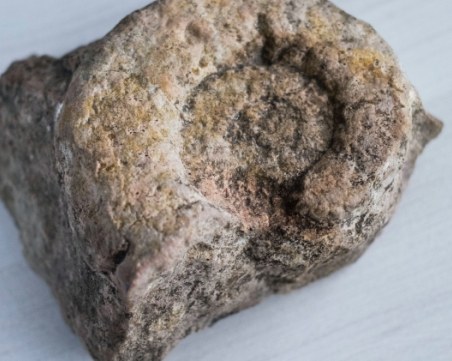 Фосил, намерен в Бразилия, може да хвърли светлина върху произхода на динозаврите