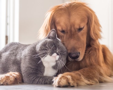 Какво да направите, когато домашният ви любимец е разтревожен?