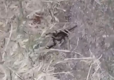 Малък скорпион бе заснет на полянка в Пловдив Кадри от