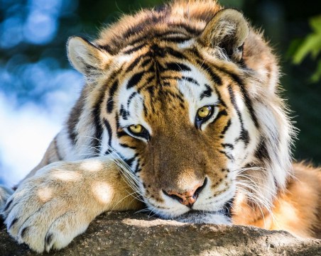 Как се справят животните с жегите?